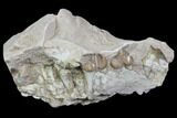 Oreodont Jaw Section With Teeth - South Dakota #81949-1